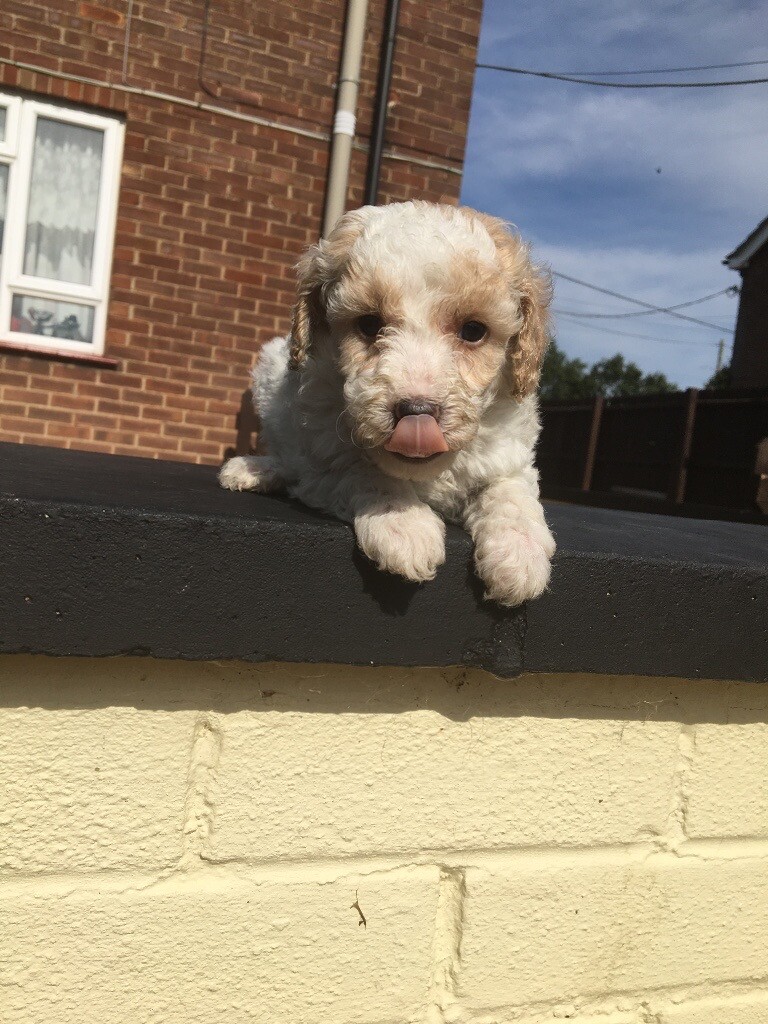 miniature poodle gumtree